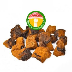 Chaga koivu (Chaga) - (50 gr.)