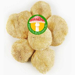 Lõvilakk (Lion's mane) - (50 gr.)